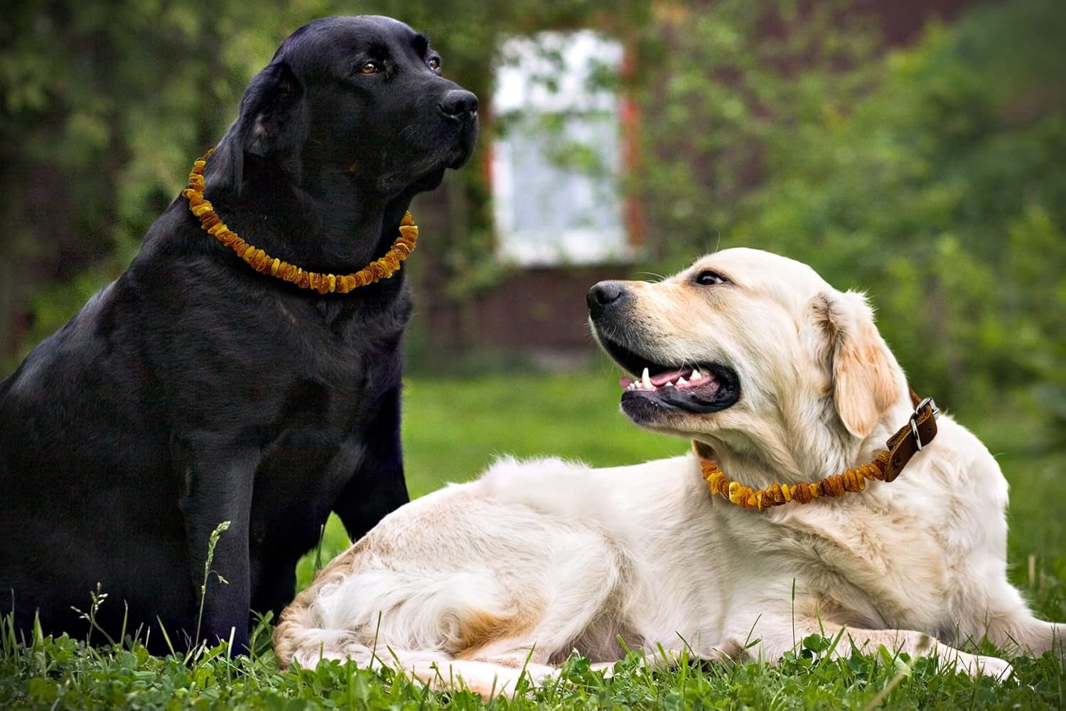 Baltic Amber Flea and Tick Collar