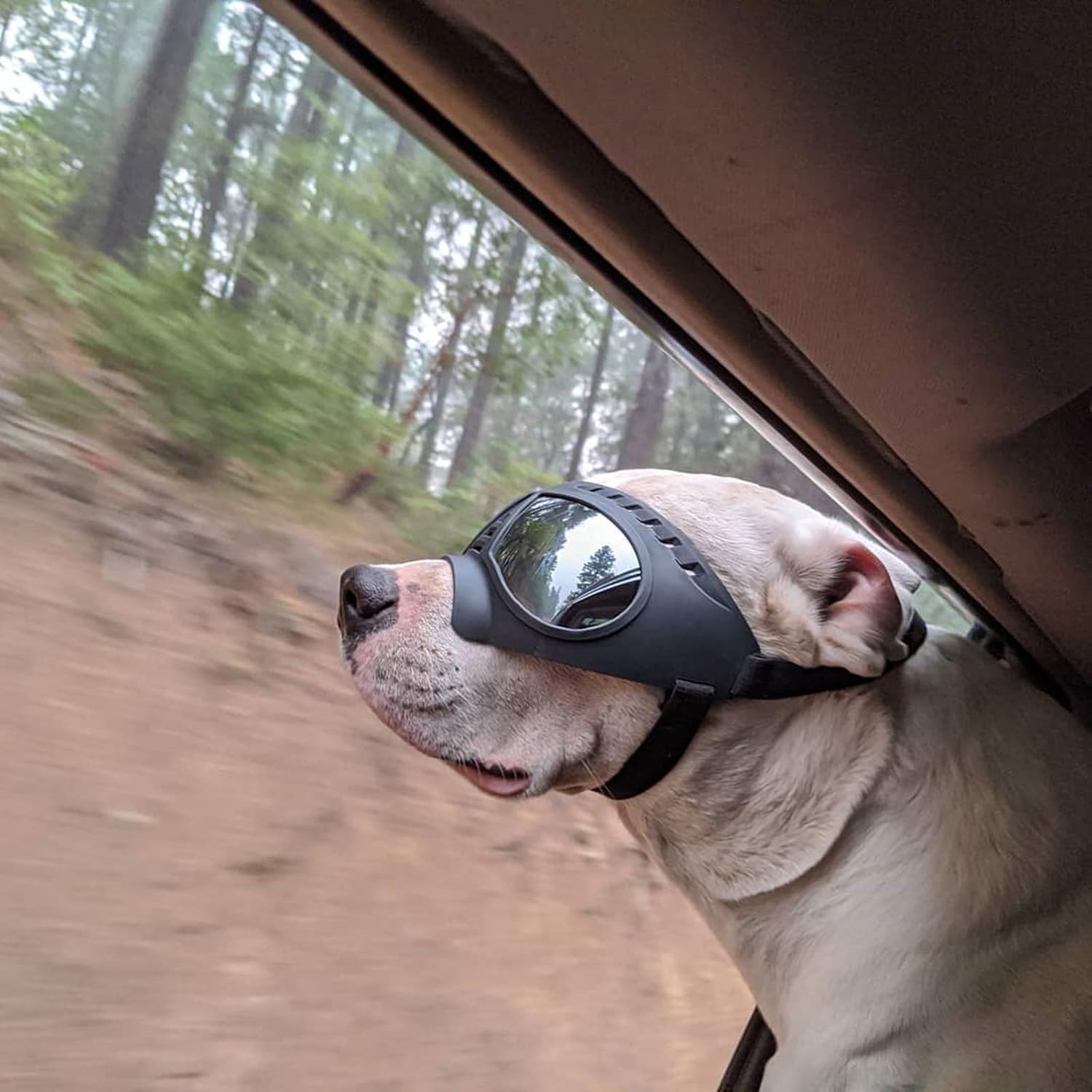 Cool Big Dog Googles