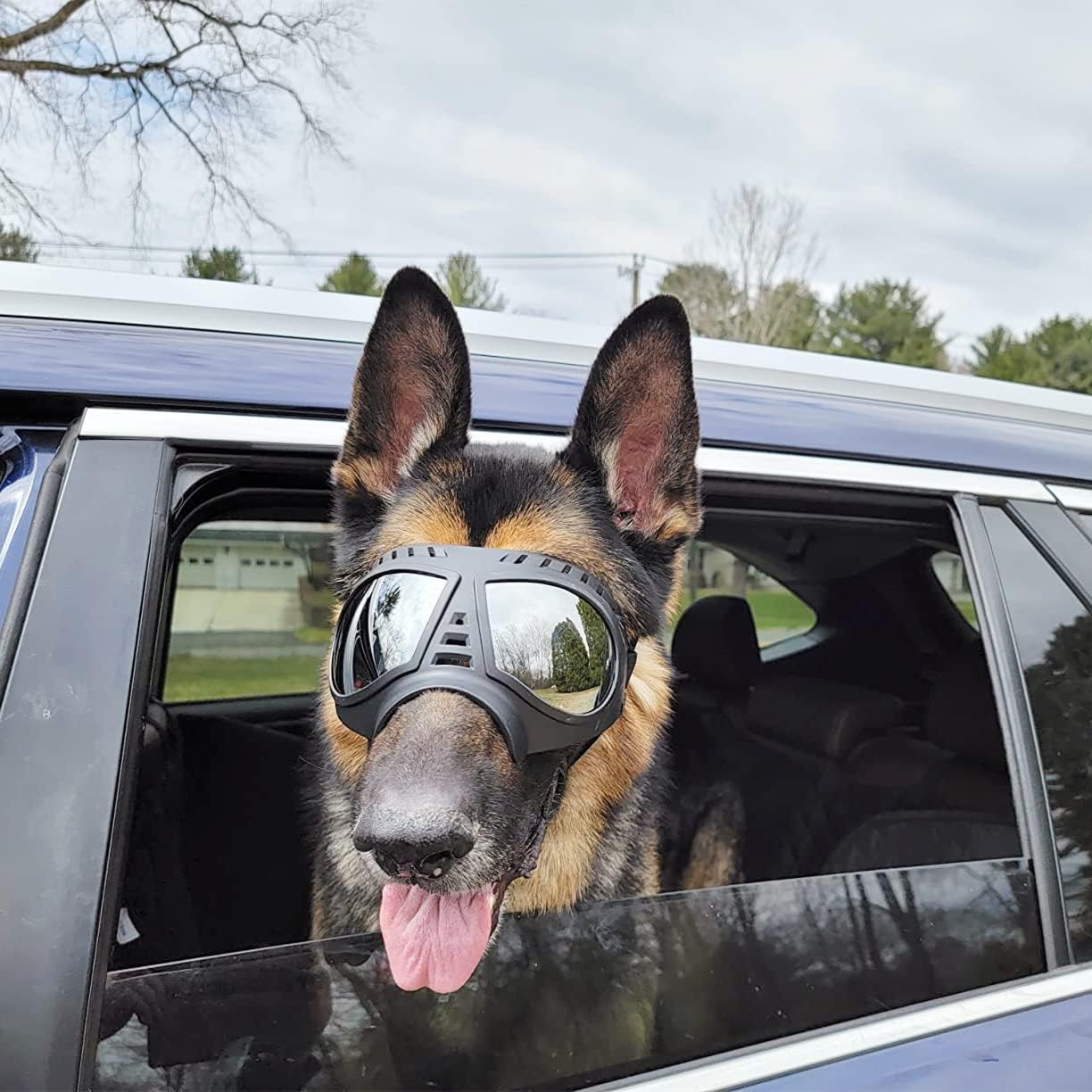 Cool Big Dog Googles