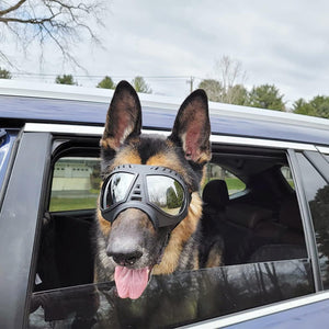 Cool Big Dog Googles