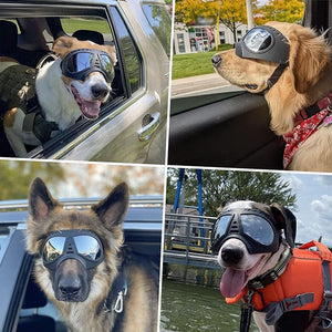 Big Dog eye protection glasses