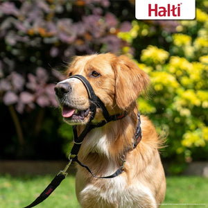 HALTI Headcollar 