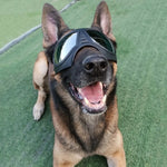 Big Dog eye protection glasses