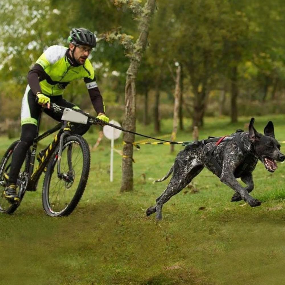 Dog Bicycle Exerciser