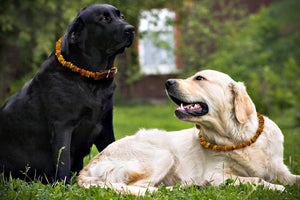 Baltic Amber Flea and Tick Collar
