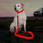 LED Dog Leash, 